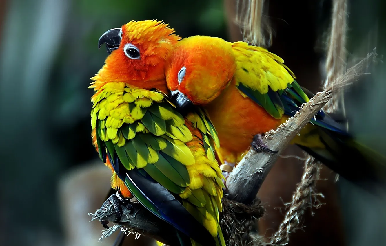 Photo wallpaper love, bird, parrot, pair