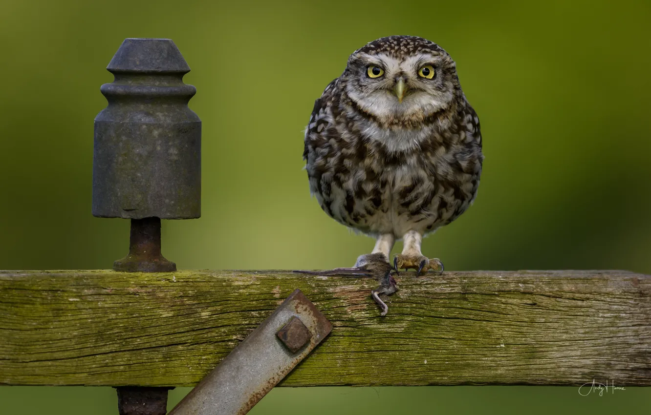 Photo wallpaper nature, owl, bird