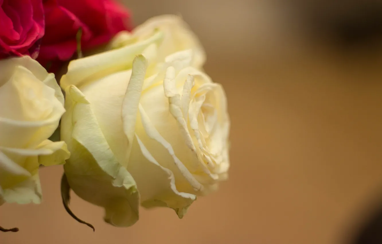 Photo wallpaper macro, roses, white rose