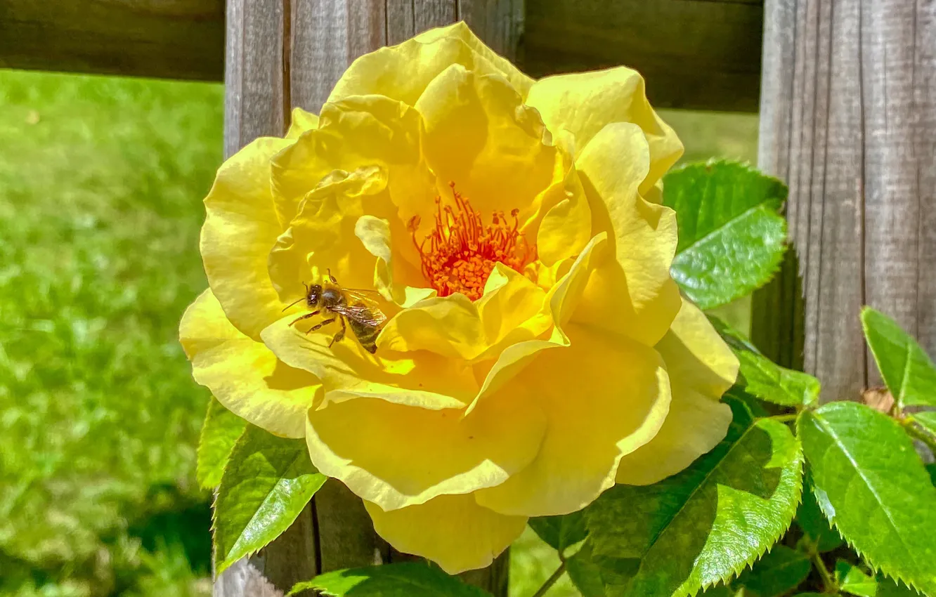 Photo wallpaper yellow, bee, the fence, rose