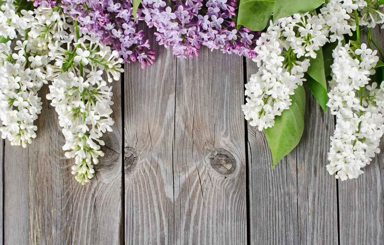 Photo wallpaper background, tree, Board, Lilac