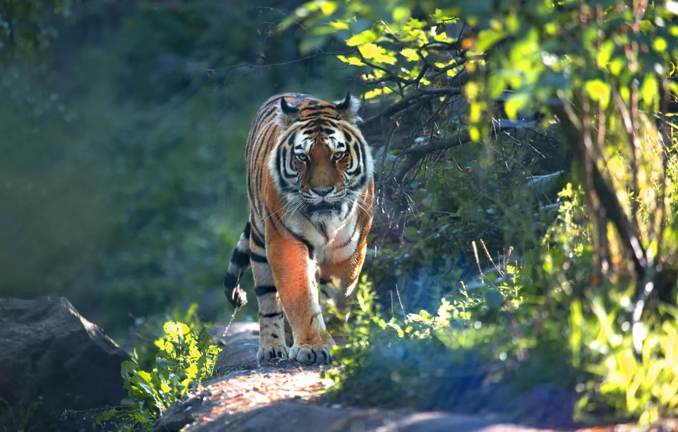 Photo wallpaper look, light, branches, nature, tiger, foliage, trail, walk