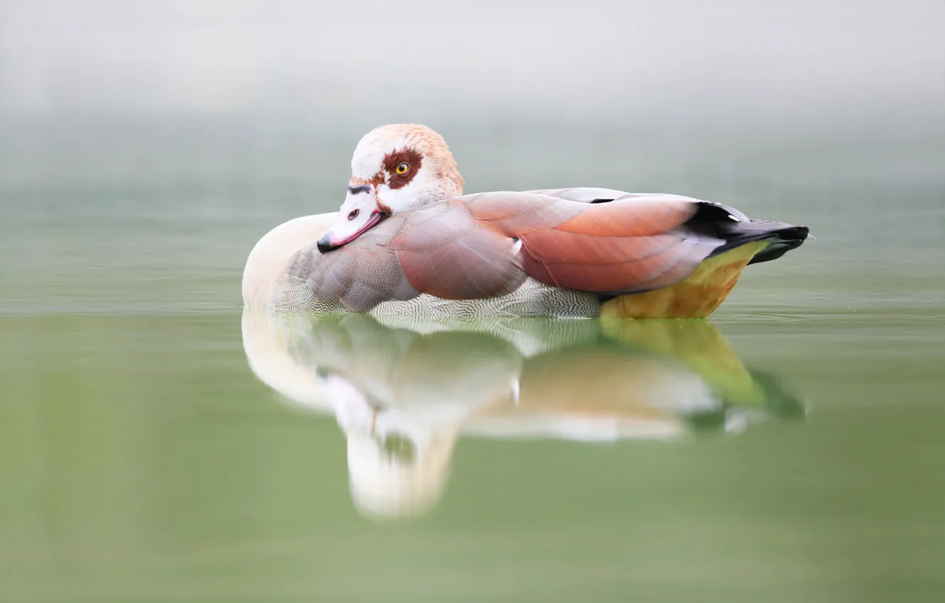 Photo wallpaper nature, lake, bird, duck