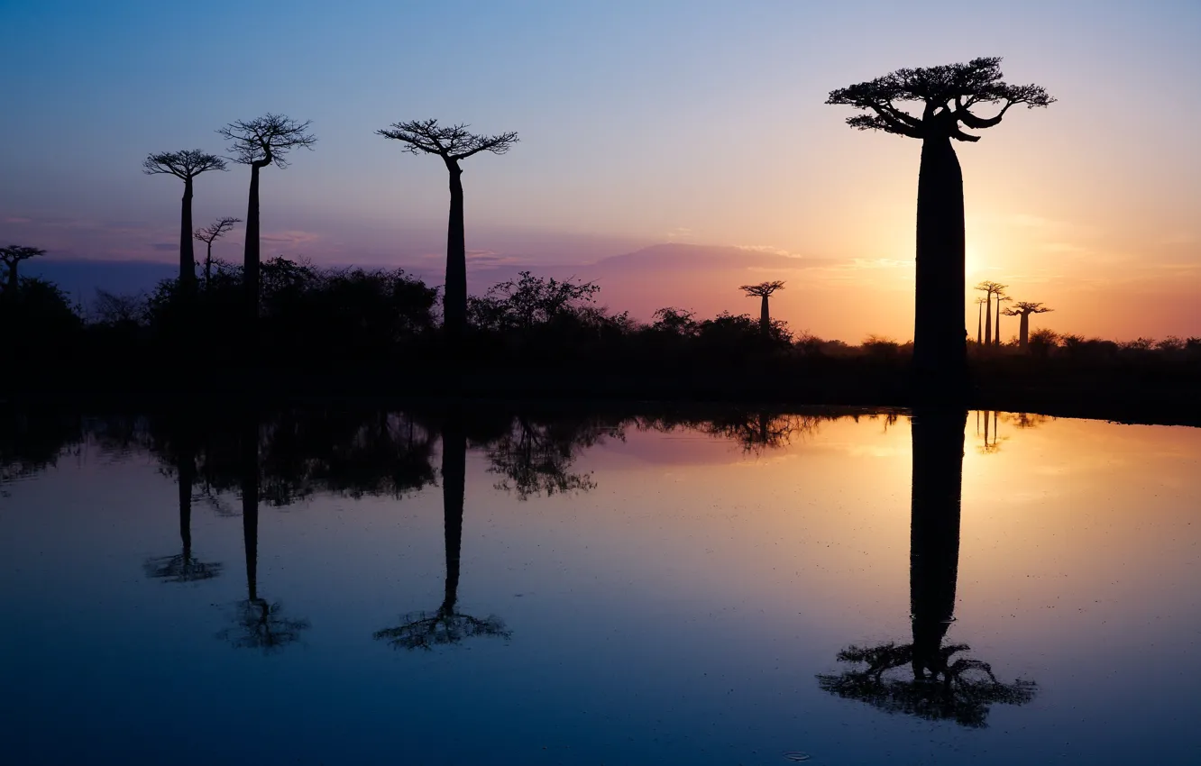 Photo wallpaper water, trees, reflection, morning, Africa, baobabs