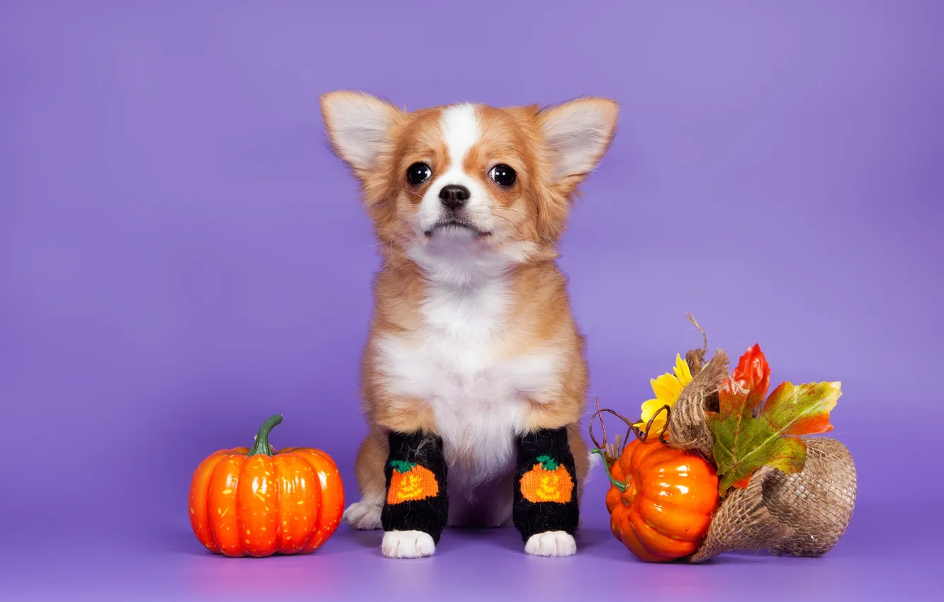 Photo wallpaper pumpkin, socks, Chihuahua