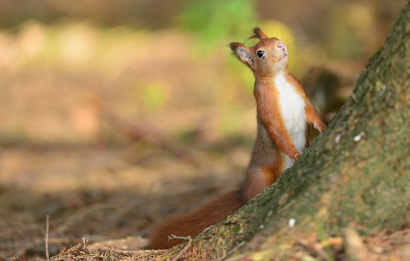 Photo wallpaper trees, protein, trunk, red