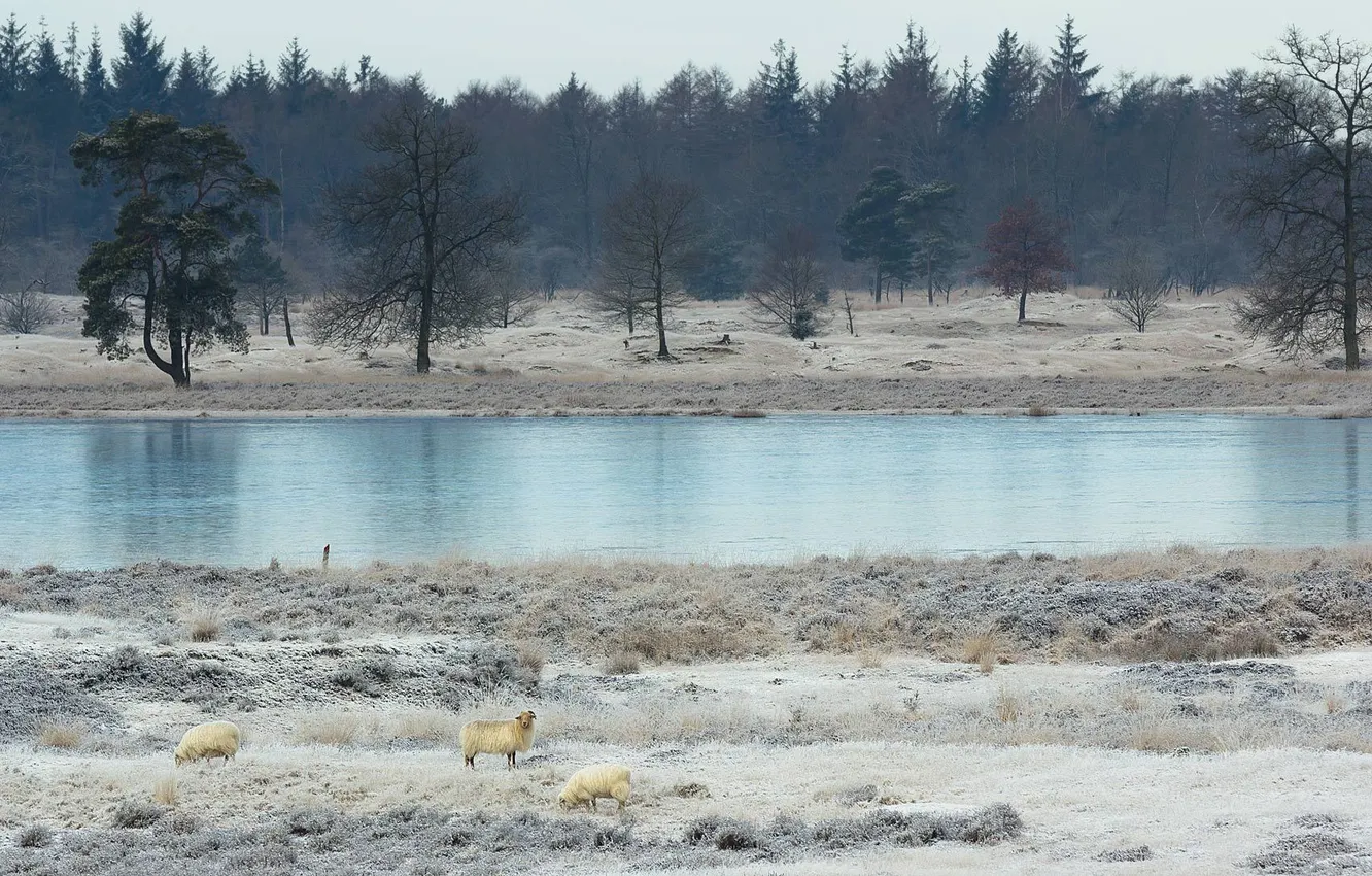 Photo wallpaper landscape, nature, river, sheep