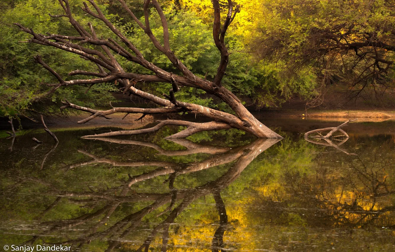 Photo wallpaper forest, water, trees, tree, shore, foliage, pond