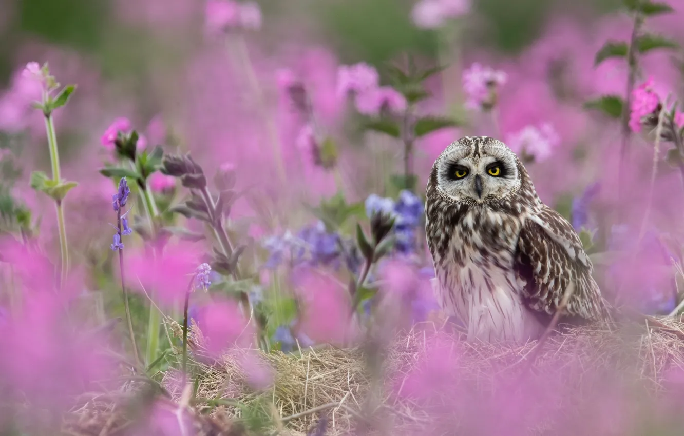 Photo wallpaper flowers, owl, bird, Short-eared owl