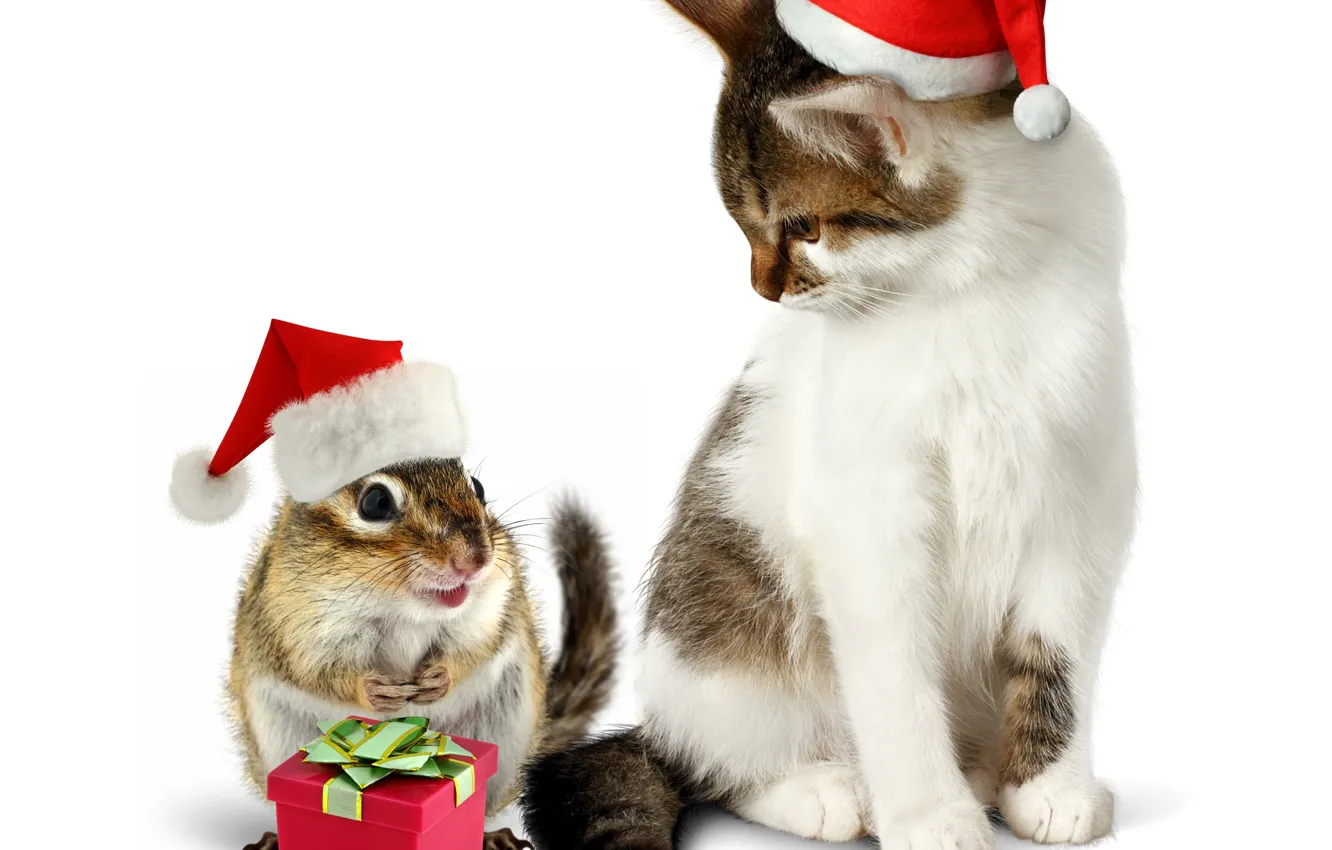 Photo wallpaper cat, cat, gift, hat, New year, animal, Chipmunk, Christmas