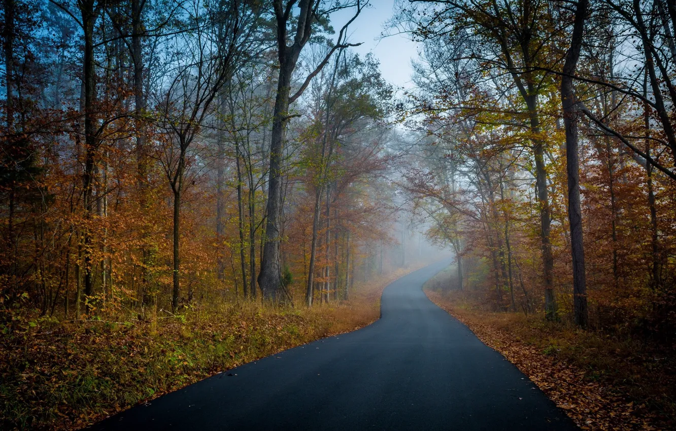 Photo wallpaper road, autumn, Trees, Forest