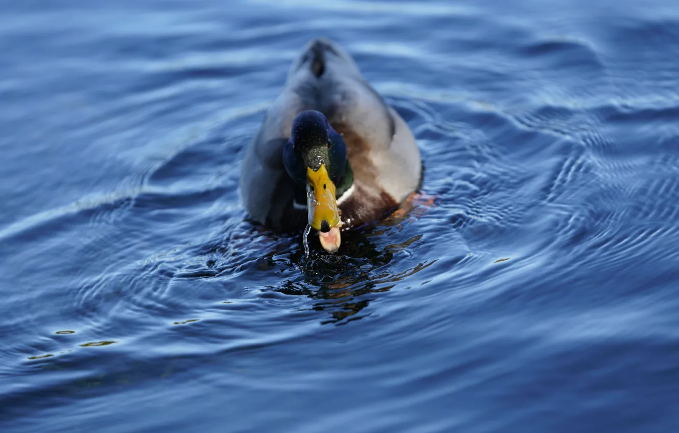Photo wallpaper water, pond, duck, waves_