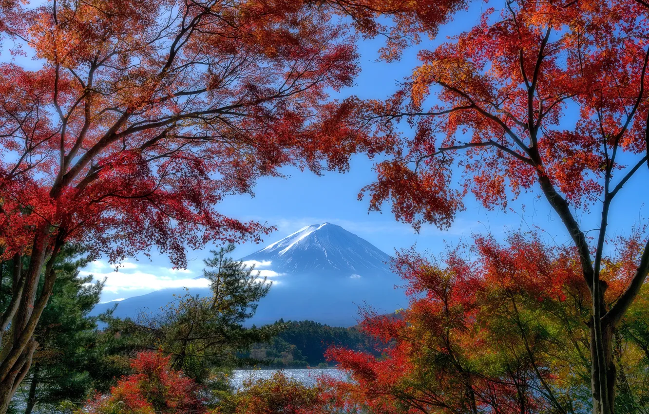 Photo wallpaper autumn, trees, foliage, view, mountain, Fuji