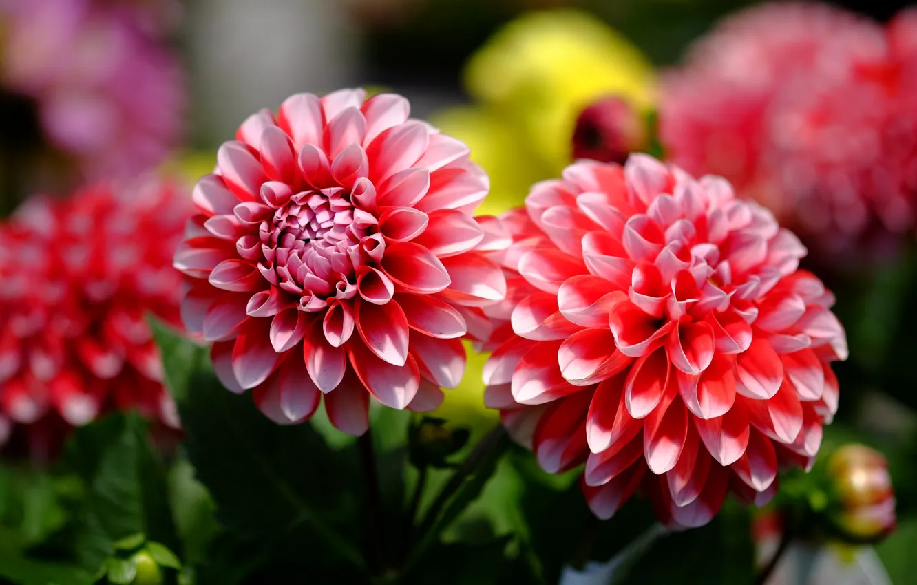 Photo wallpaper petals, buds, flowering, dahlias