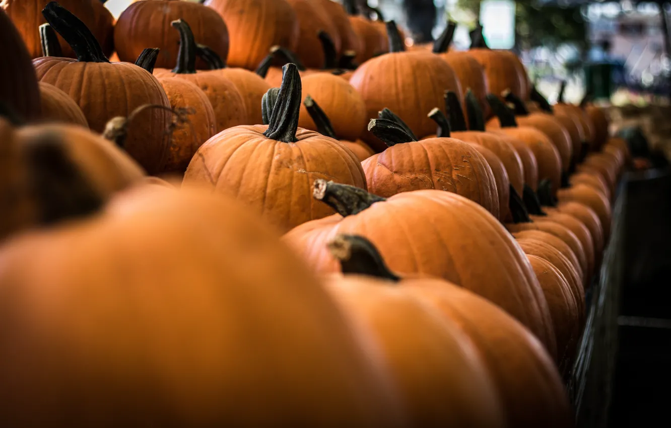 Photo wallpaper Halloween, vegetables, ripe, fair
