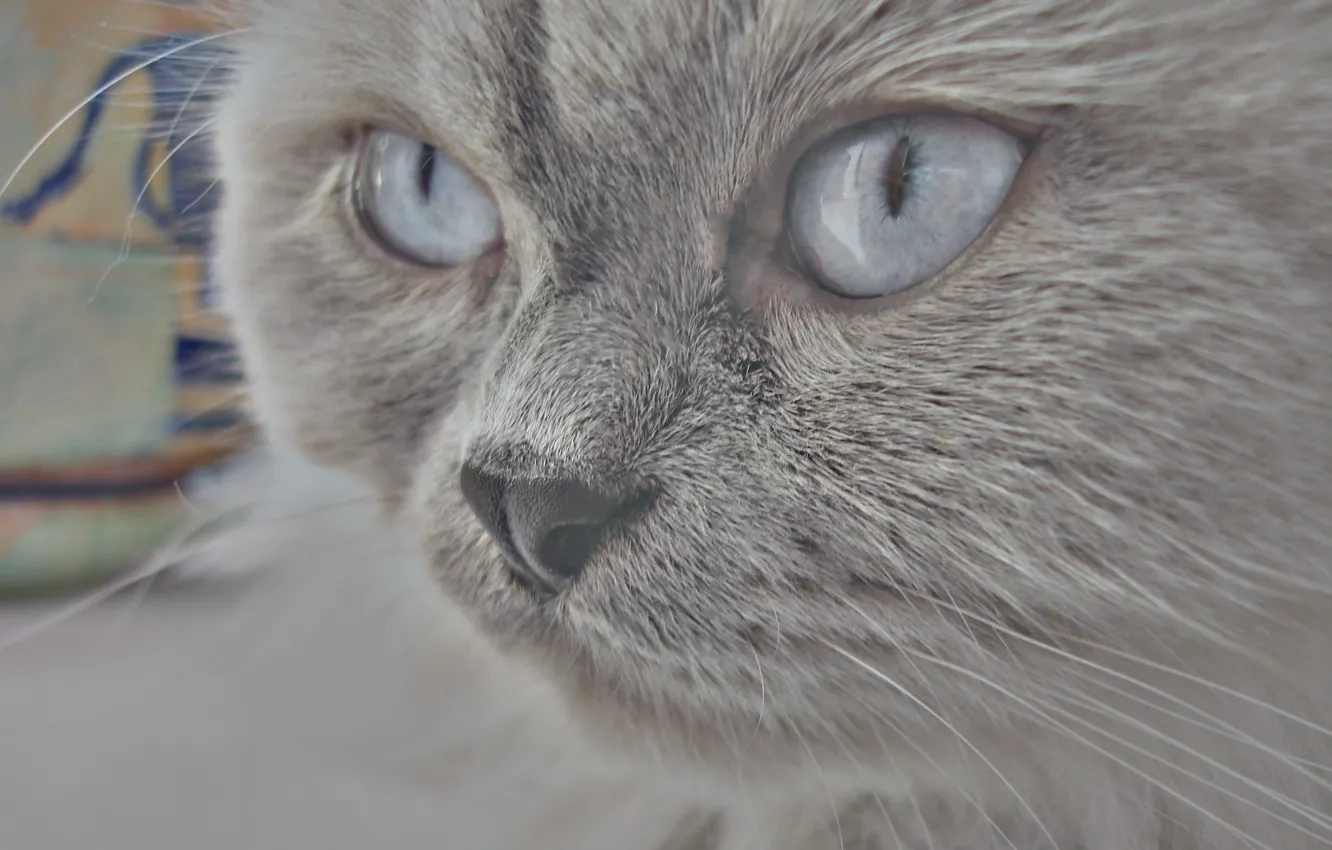Photo wallpaper cat, grey, blue eyes