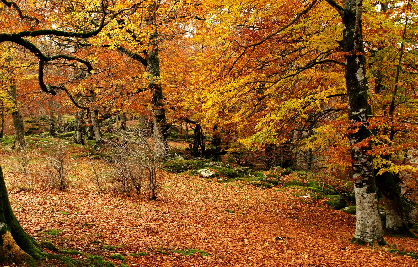 Photo wallpaper autumn, leaves, trees, LEM