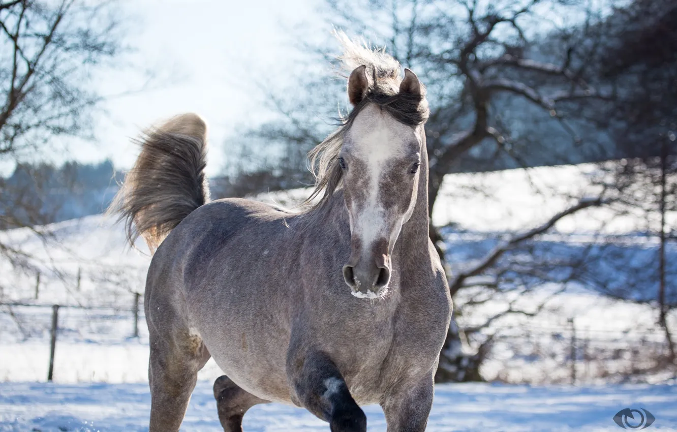 Photo wallpaper face, grey, horse, horse, posing, (с) Oliver Seitz