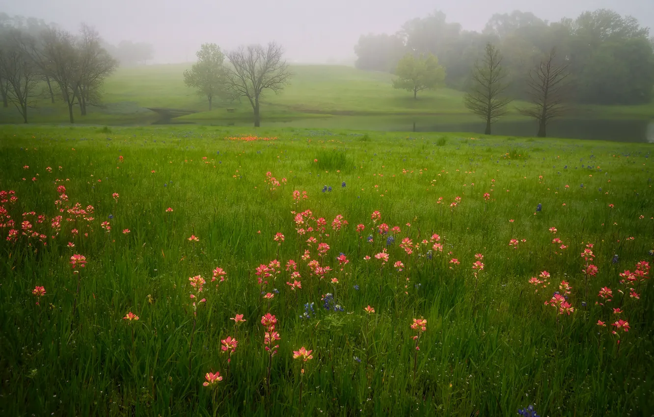 Photo wallpaper greens, field, summer, grass, trees, flowers, green, fog