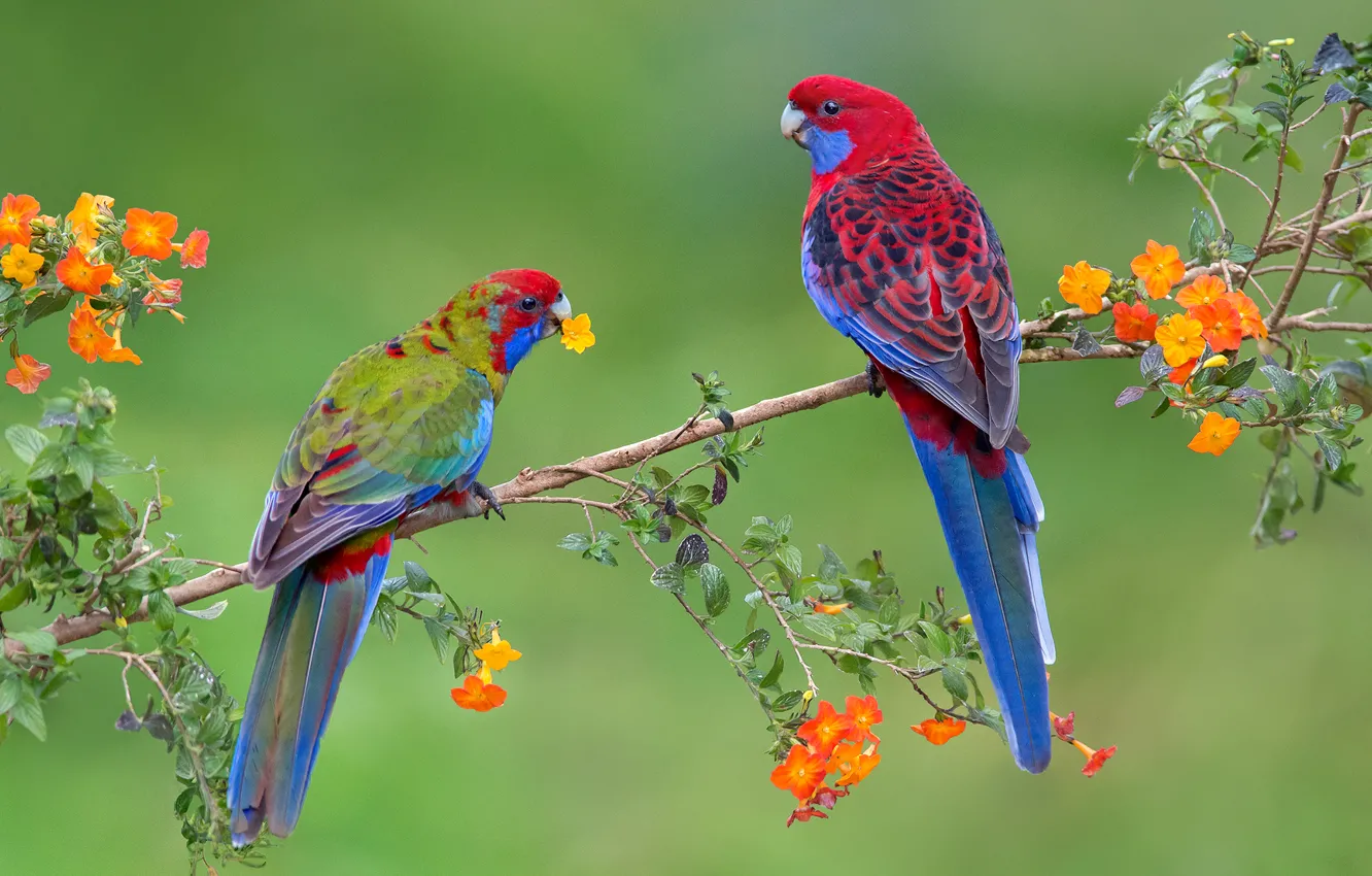 Photo wallpaper birds, branch, parrot, pair