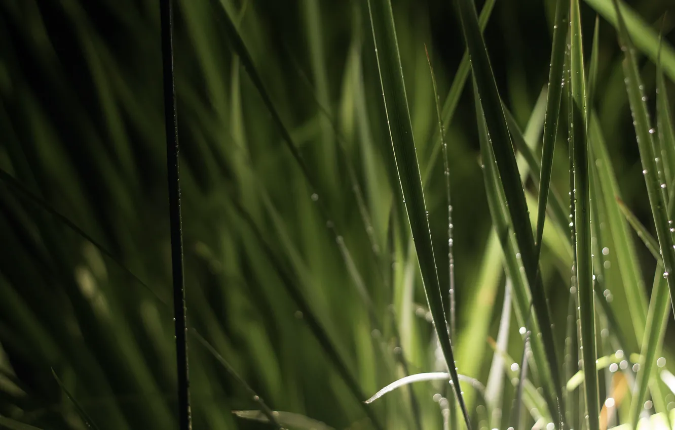 Photo wallpaper grass, water, drops, nature, Rosa