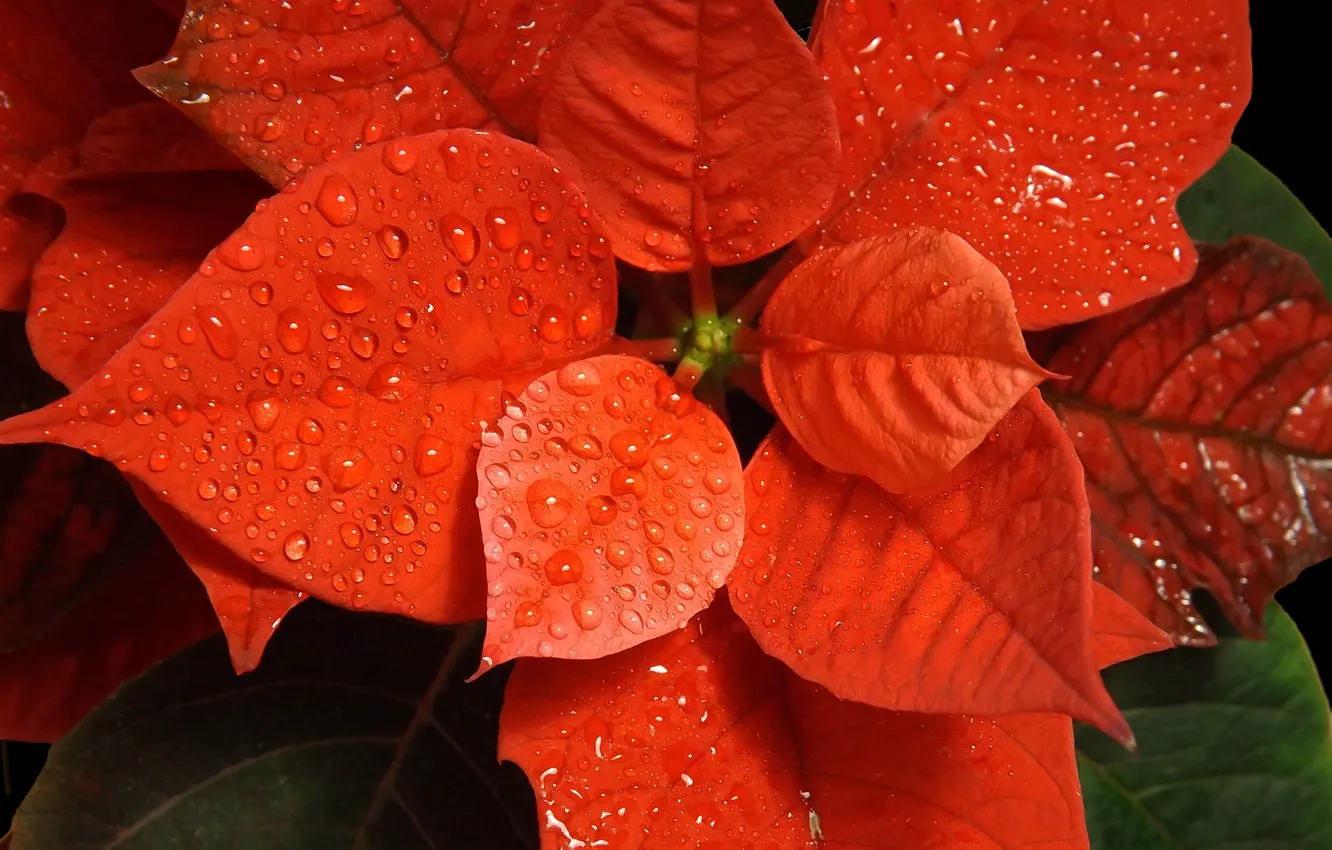 Photo wallpaper flower, drops, red, Christmas star, Puansetiya
