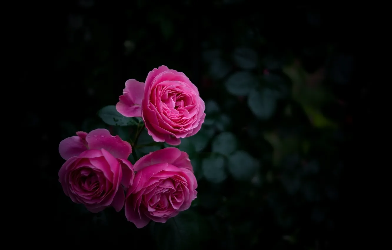 Photo wallpaper pink, Bush, roses, garden, buds
