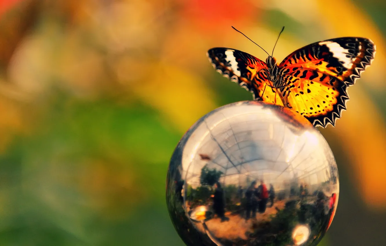 Photo wallpaper reflection, balls, butterfly, color, brightness