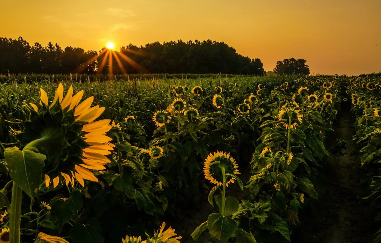 Photo wallpaper sunflowers, landscape, sunset