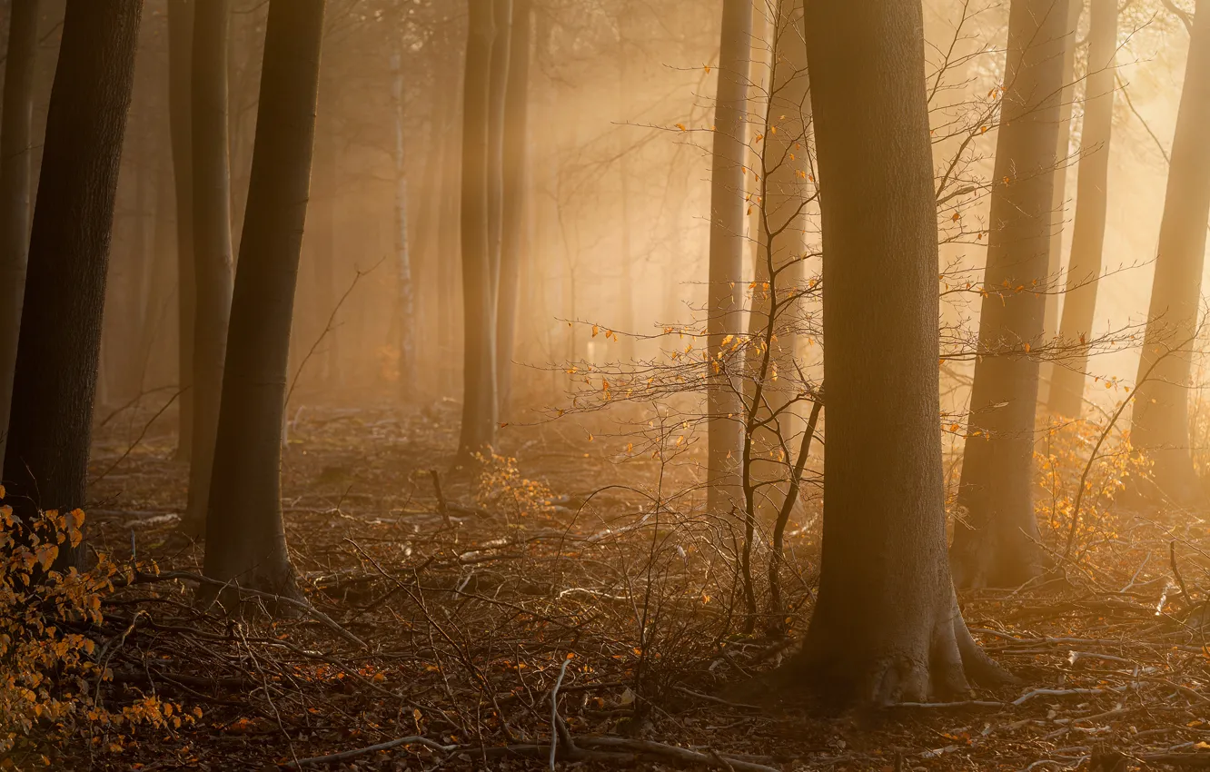 Photo wallpaper forest, fog, morning, Approach