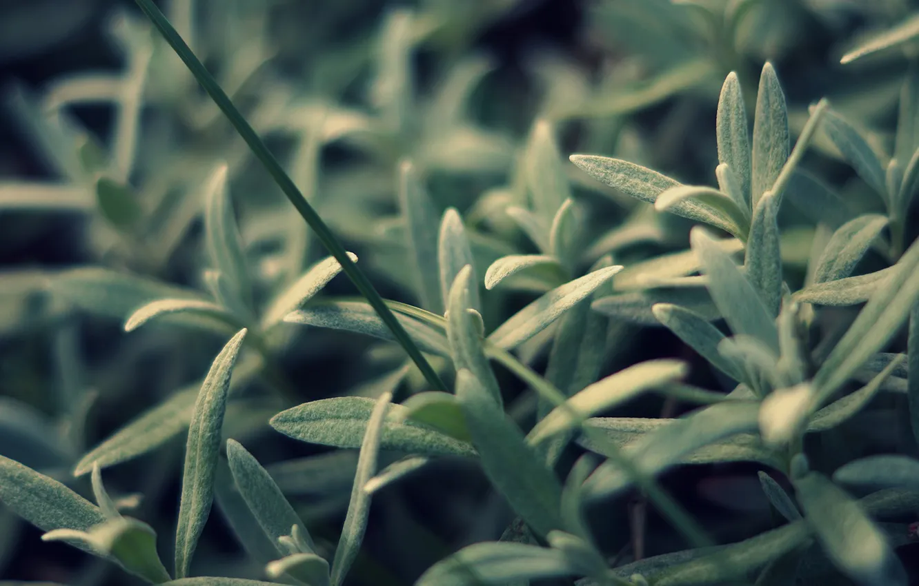 Photo wallpaper grass, macro, plant, petals, a blade of grass