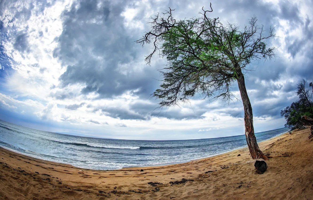 Photo wallpaper sea, trees, landscape