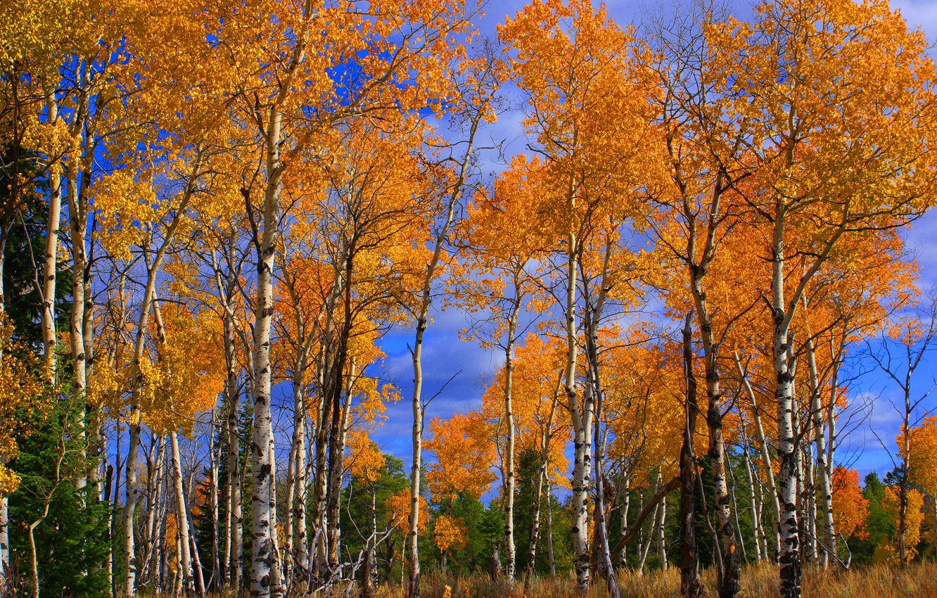 Photo wallpaper autumn, the sky, clouds, trees, birch, grove