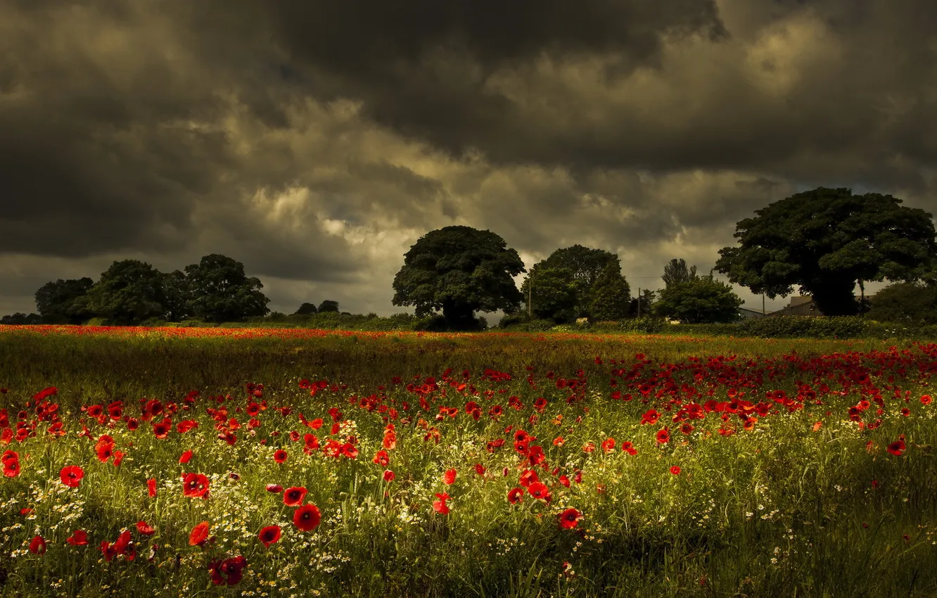 Photo wallpaper field, landscape, Maki
