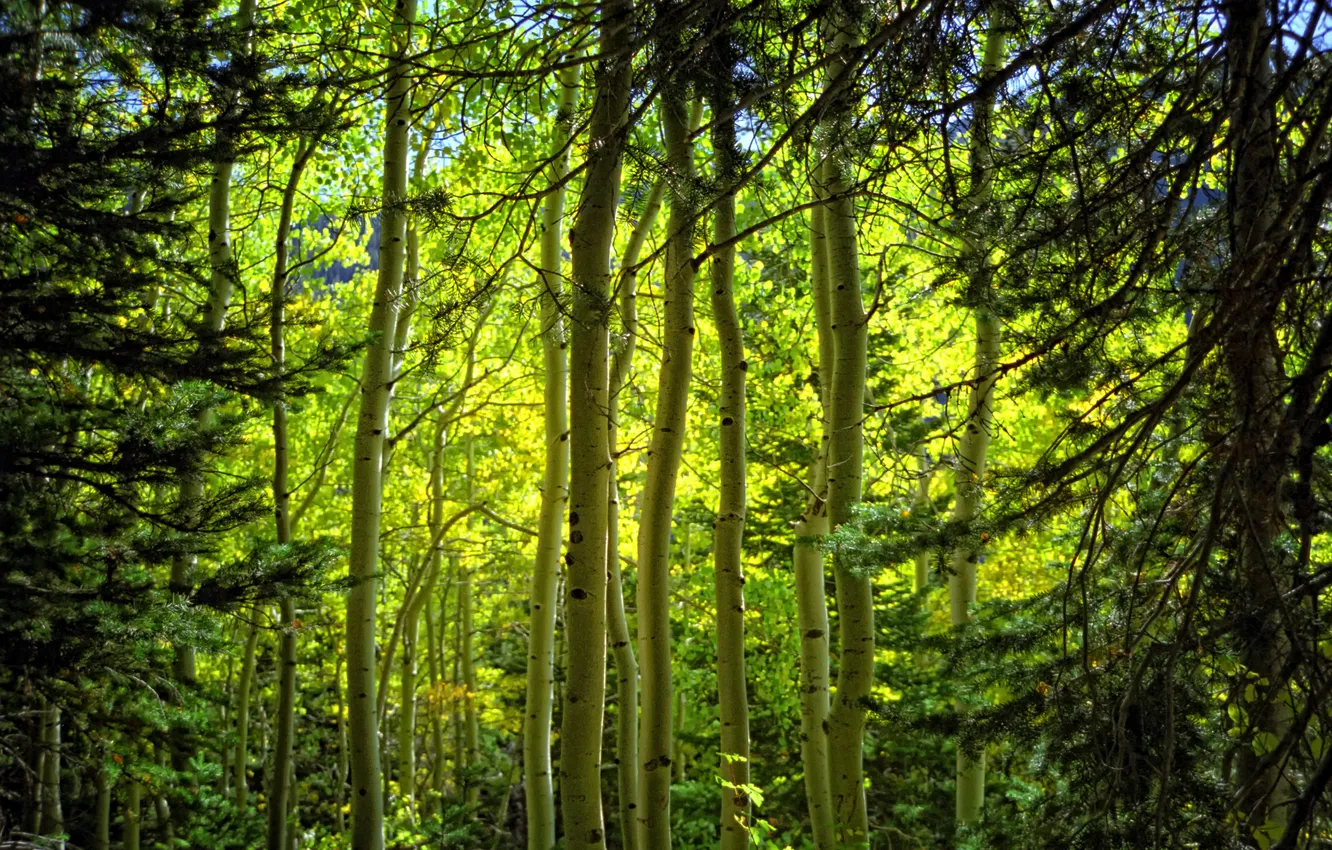 Photo wallpaper forest, branches, nature, trunk