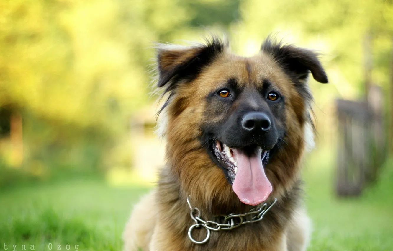 Photo wallpaper look, each, dog