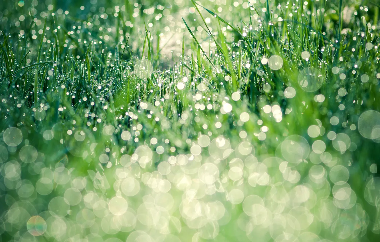 Photo wallpaper greens, grass, leaves, water, drops, nature, Rosa, lawn