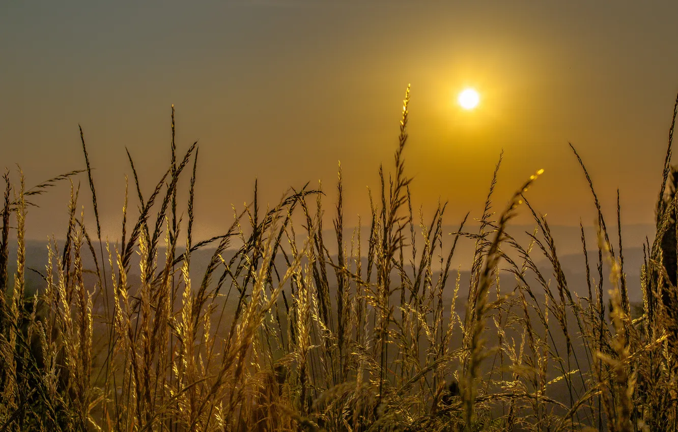Photo wallpaper grass, the sun, hills, stem