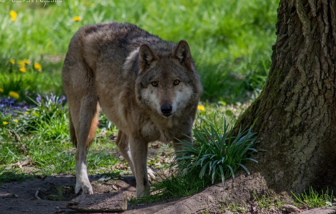 Photo wallpaper face, trees, wolf, predator