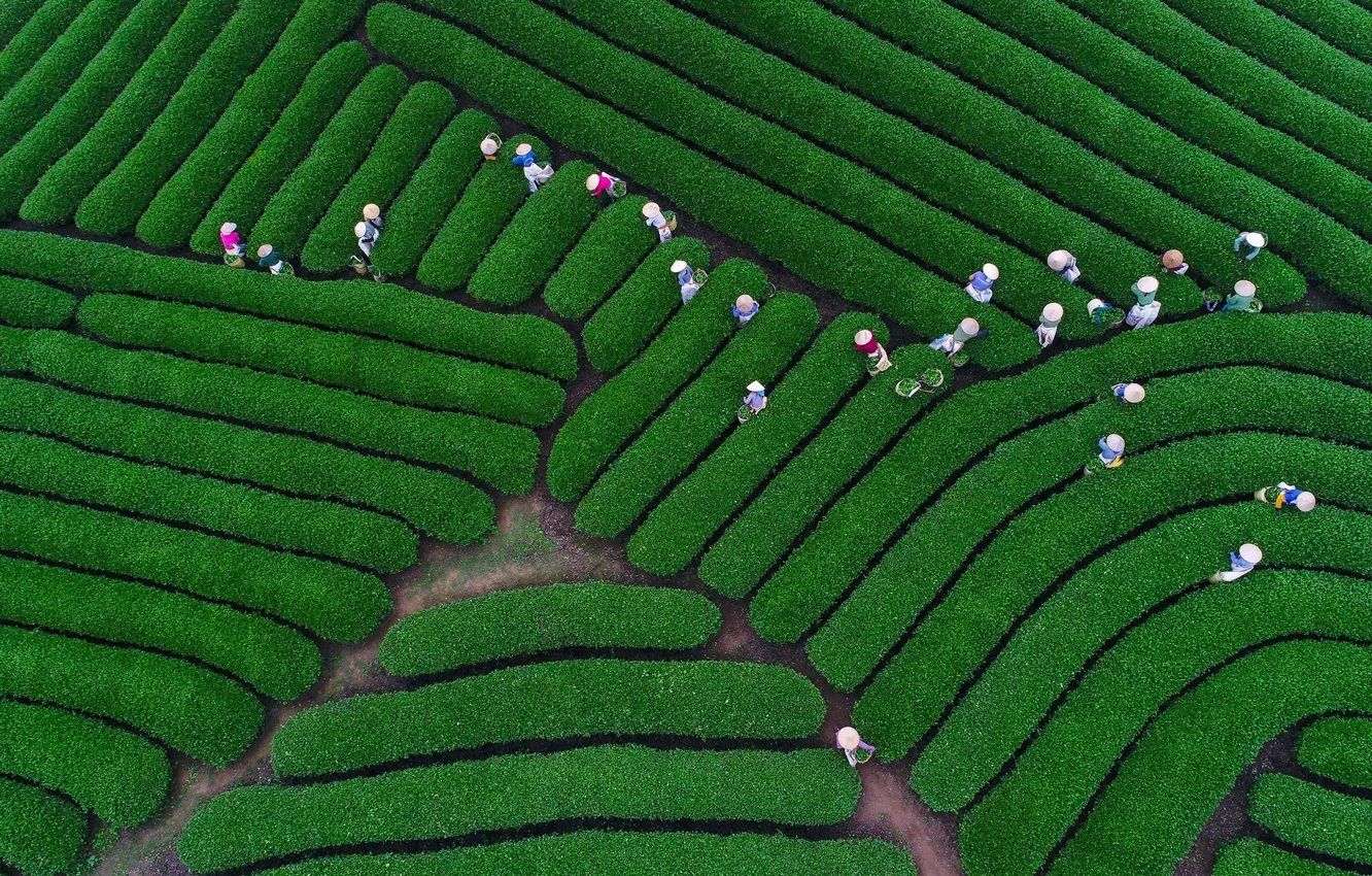 Photo wallpaper people, panorama, tea plantation