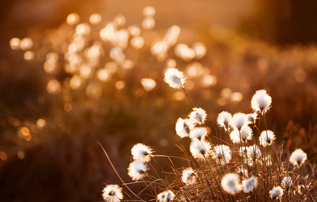 Photo wallpaper sunset, bokeh, Cottongrass