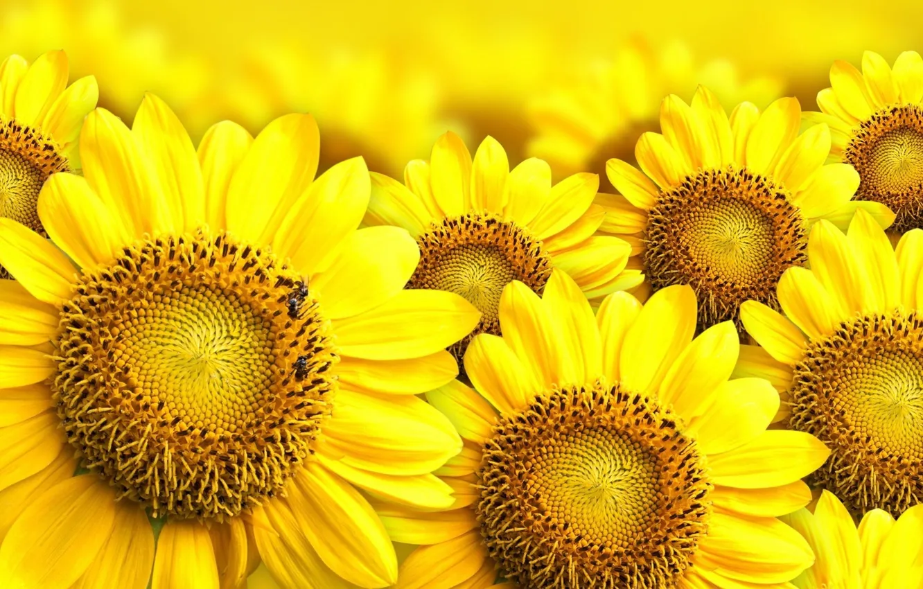 Photo wallpaper yellow, flowers, sunflowers