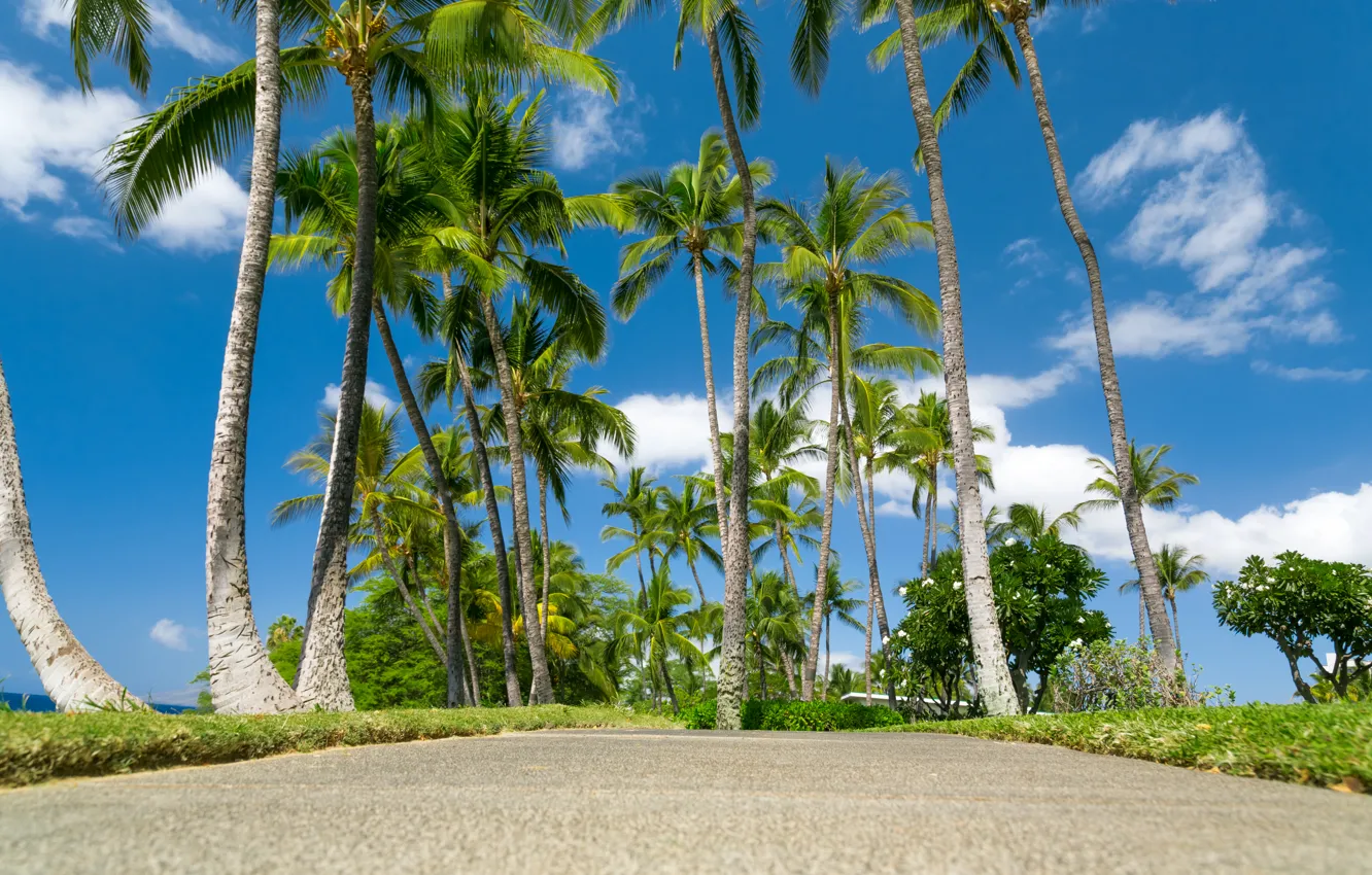 Photo wallpaper sea, the sky, clouds, tropics, palm trees, Hawaii, Sunny