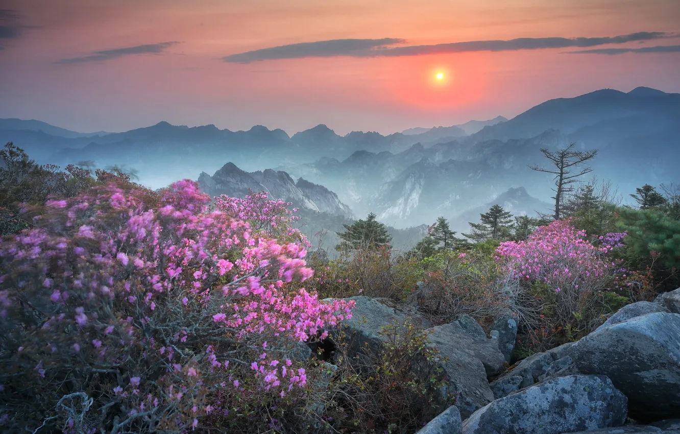 Photo wallpaper flowers, mountains, Azalea, rhododendrons