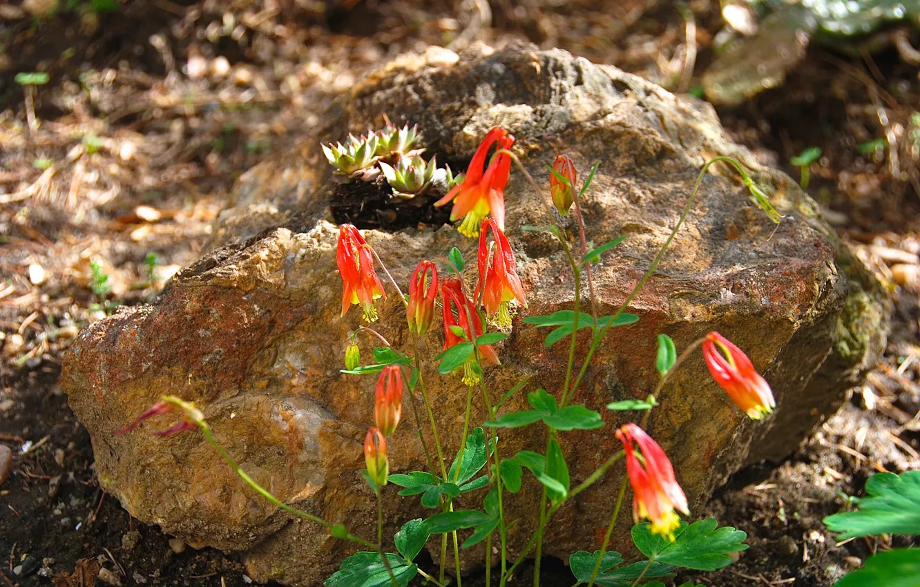 Photo wallpaper leaves, macro, flowers, stones, plant
