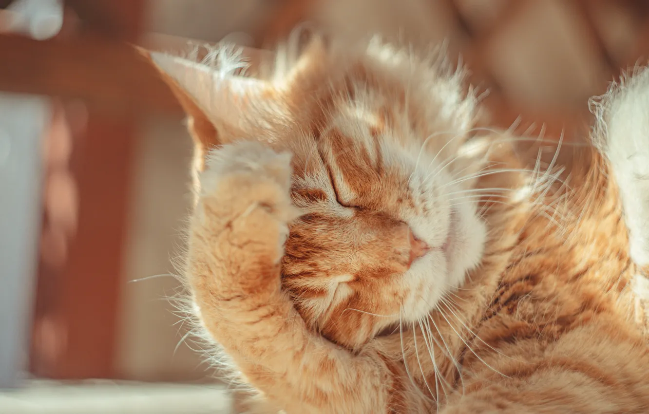 Photo wallpaper cat, cat, pose, red