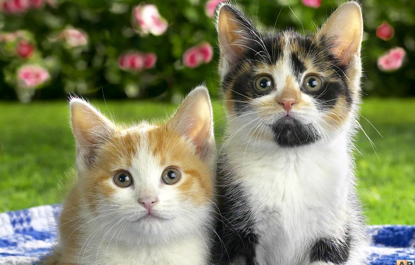 Photo wallpaper cat, sweetheart, beautiful, colorful