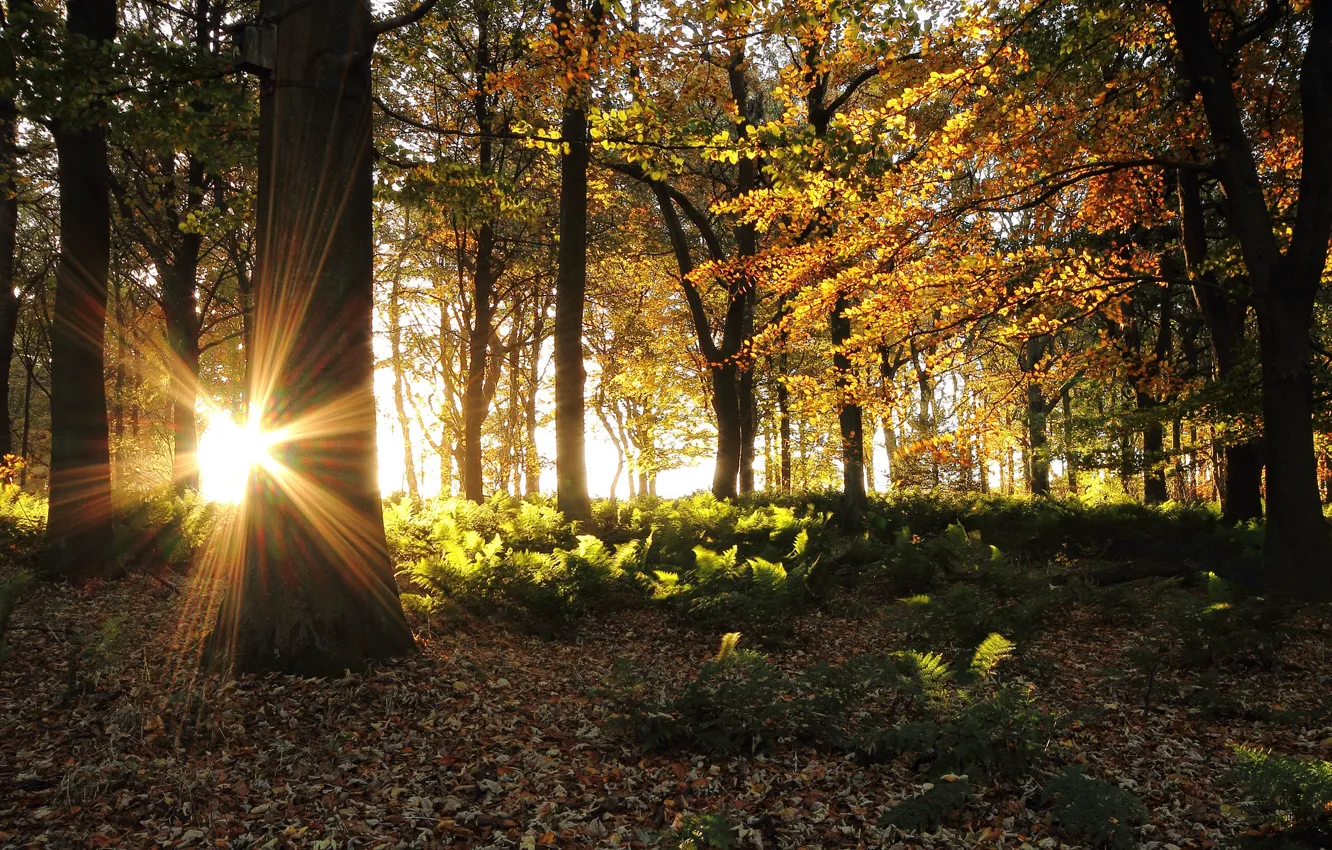Photo wallpaper autumn, forest, the sun, rays, trees