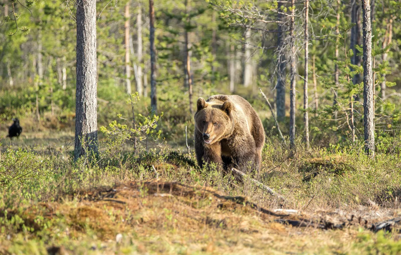 Photo wallpaper forest, bear, brown