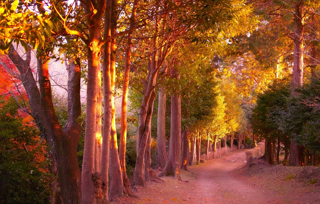 Photo wallpaper autumn, forest, leaves, trees, yellow, path